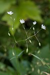 Grass-like starwort