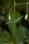 Grass-like starwort