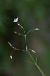 Grass-like starwort