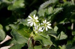 Chickweed