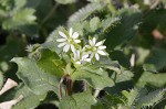 Chickweed