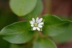 Chickweed