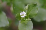 Chickweed