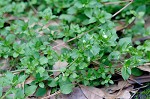 Chickweed