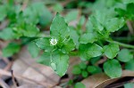 Chickweed