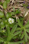 Chickweed