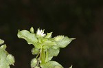 Chickweed