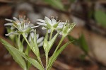 Giant chickweed