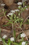 Giant chickweed