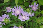 Stokes' aster