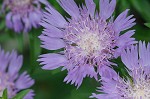 Stokes' aster