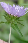 Stokes' aster