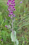 Clasping jewelflower