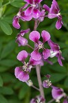 Clasping jewelflower