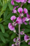 Clasping jewelflower