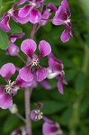 Clasping jewelflower