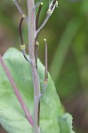 Clasping jewelflower