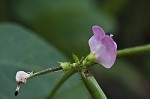 Perennial wildbean