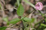 Perennial wildbean