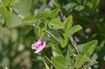 Perennial wildbean