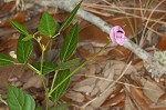 Perennial wildbean