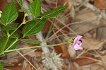 Perennial wildbean