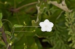 Southern dawnflower