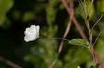 Southern dawnflower