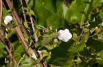 Southern dawnflower