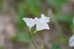 Southern dawnflower