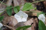 Southern dawnflower