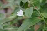 Southern dawnflower