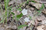 Southern dawnflower