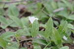 Southern dawnflower