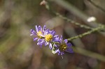 Scaleleaf aster