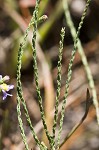 Scaleleaf aster