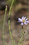 Scaleleaf aster