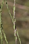 Scaleleaf aster