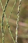 Scaleleaf aster