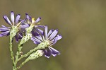 Scaleleaf aster