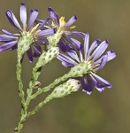 Scaleleaf aster