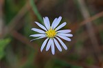 Scaleleaf aster