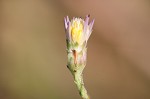 Scaleleaf aster