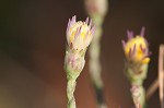 Scaleleaf aster