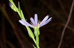 Smooth blue aster