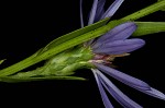 Smooth blue aster