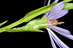 Smooth blue aster