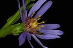 Smooth blue aster