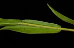 Smooth blue aster