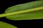 Smooth blue aster